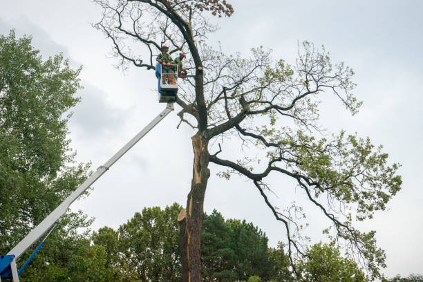 Professional  Tree Services in Atkinson, IL