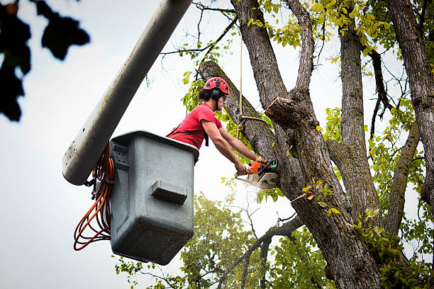 Best Hedge Trimming  in Atkinson, IL